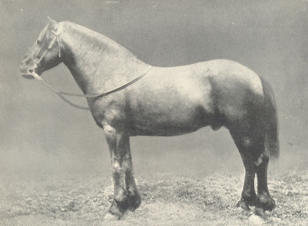 HORSES. Dales Pony Stallion-